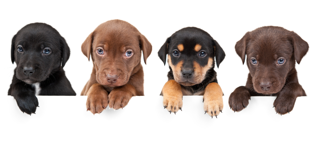 Dog Institution