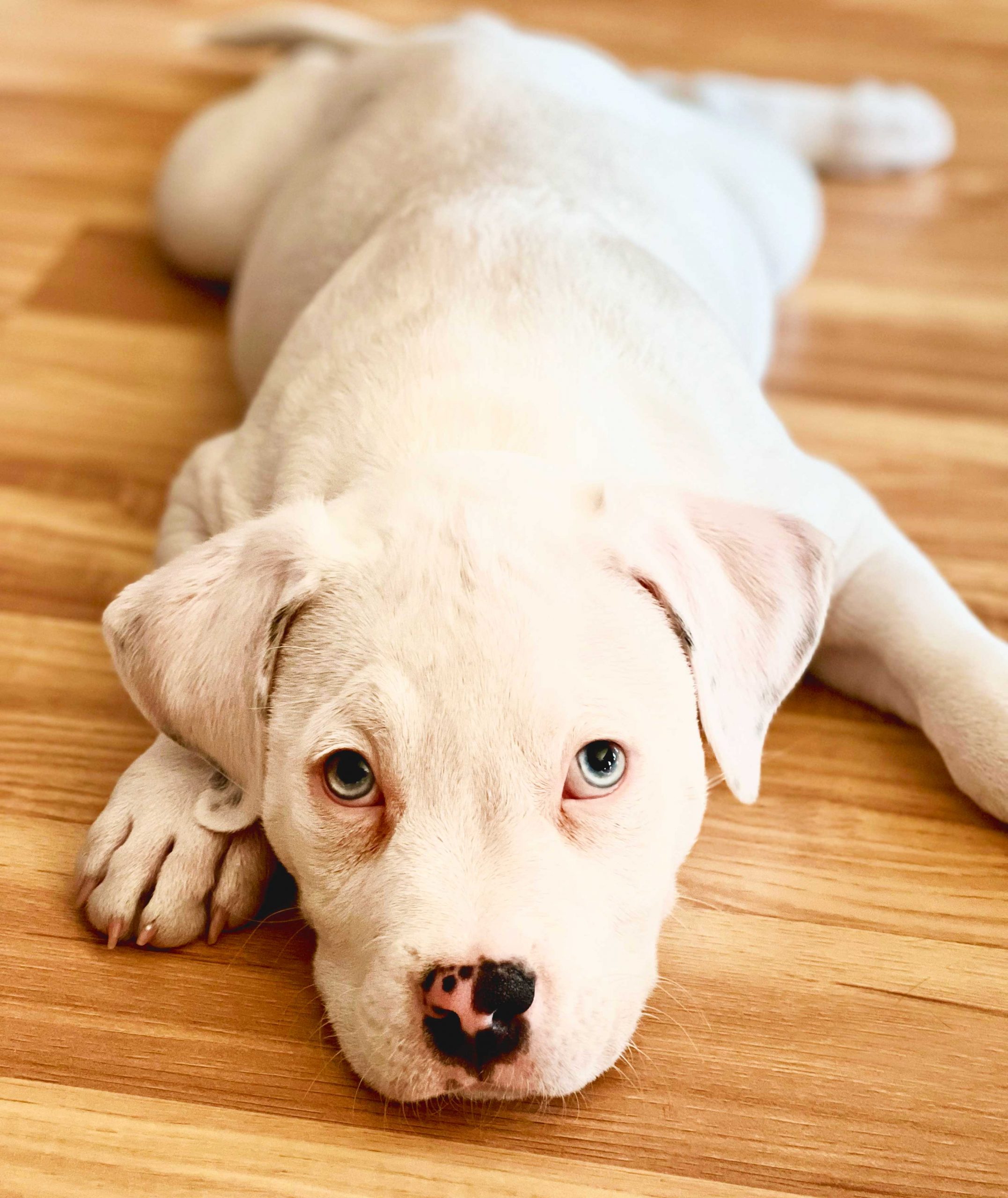 Puppy Training & Obedience