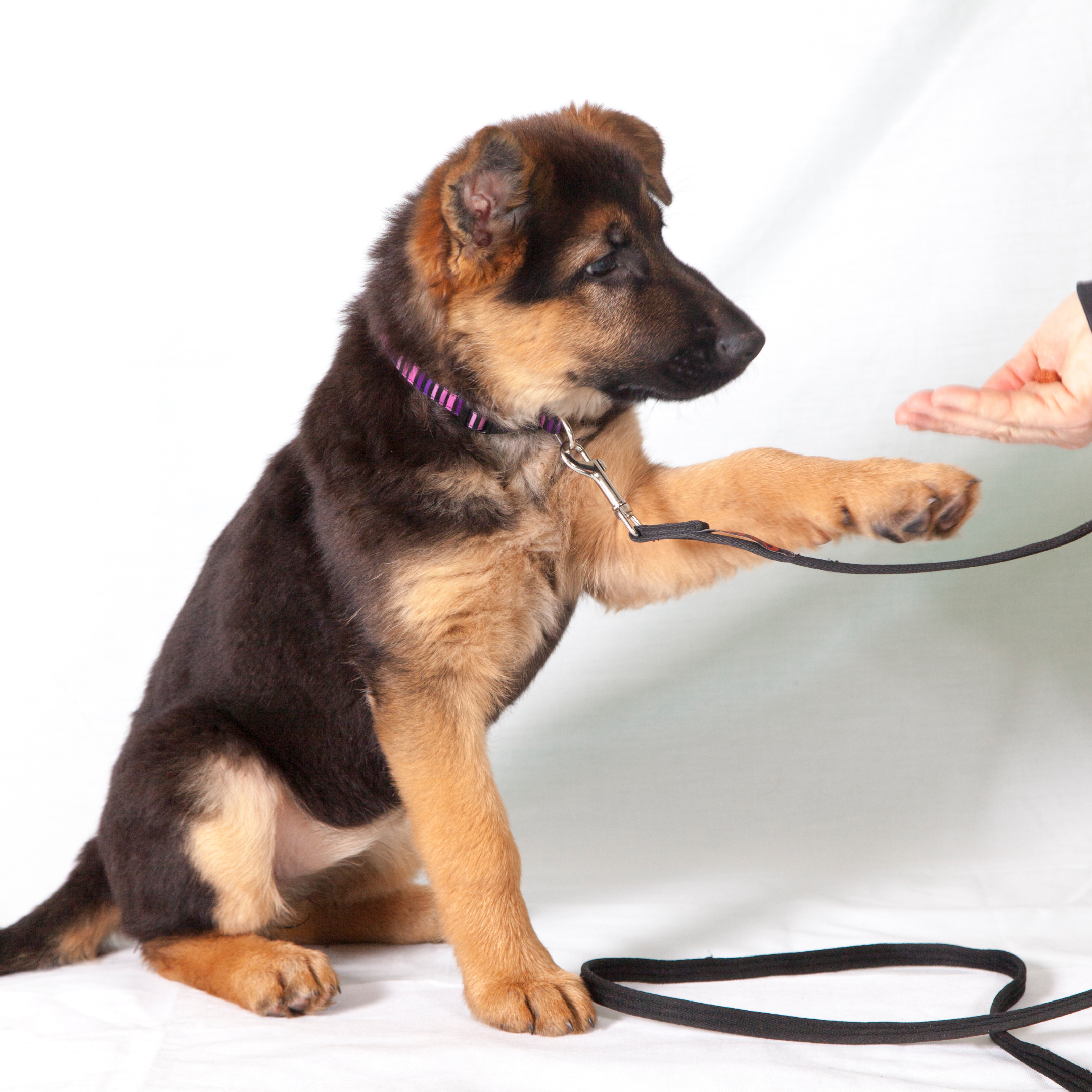 Puppy Training & Obedience